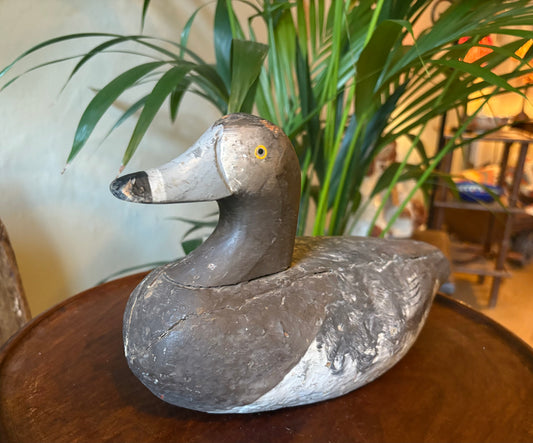 Blue Billed Duck Decoy